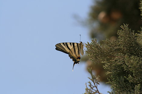 Бабочка на Акрополе Афины, Греция