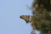 Бабочка на Акрополе