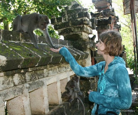 Главные обитатели храма — обезьянки Улувату, Индонезия