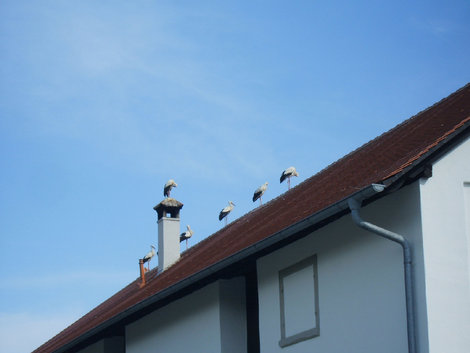 Аисты на крыше — мир на Земле Залем, Германия