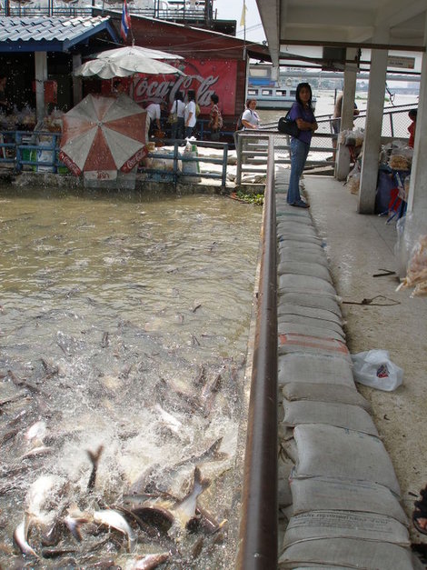 Кормежка рыбы булкой на Чаопрайе Бангкок, Таиланд