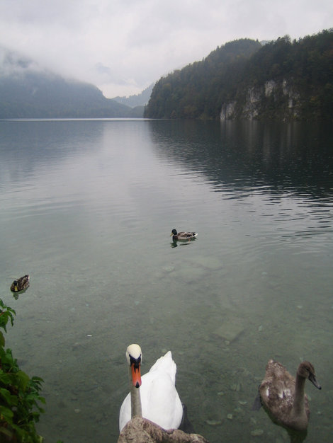 То самое Лебединое озеро, которое вдохновило Чайковского. Фюссен, Германия