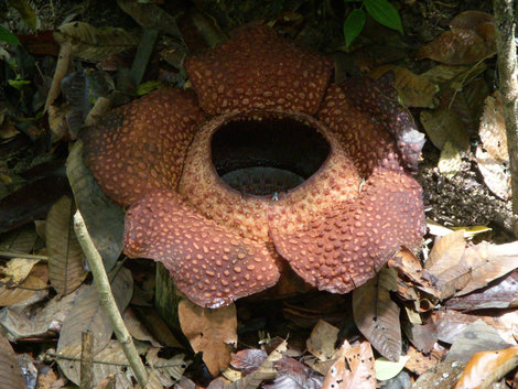 Знаменитый хищный цветок — Раффлезия Штат Сабах, Малайзия