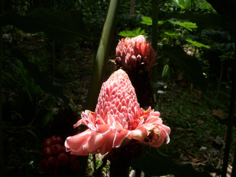 Природа Борнео Штат Сабах, Малайзия