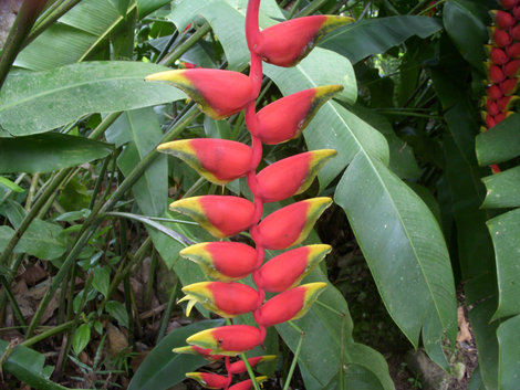 Соцветия бананов Штат Сабах, Малайзия