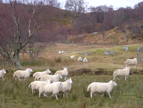 Замки, овцы, море Шотландия, Великобритания