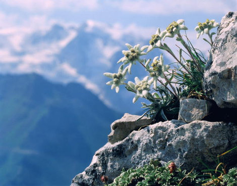 Эдельвейс-цветок который дарят только любимой женщине Республика Алтай, Россия