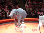 представление слонов