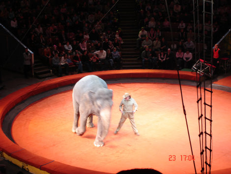 цирк на Вернадском Москва, Россия