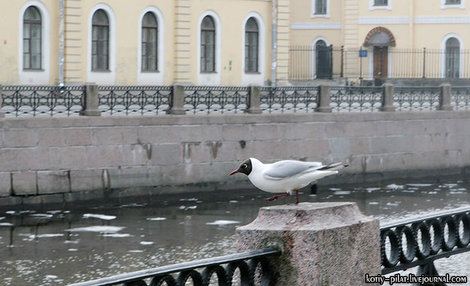 Чайка на Грибонале Санкт-Петербург, Россия