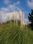 Кортадерия, или пампасская трава
