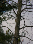 На сосне можно заметить редкую птицу — зеленого дятла