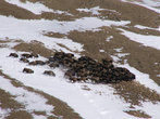 Самое большое стадо зубров в заповеднике — порядка 70-80 особей