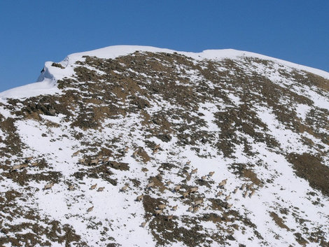 Только на снегу их еще хоть как-то можно идентифицировать Кавказский Биосферный Заповедник (Краснодарский край), Россия