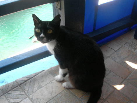 Местная кошка Сиси, Греция