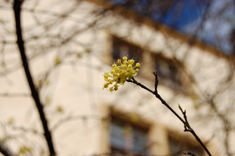 Цветет кизил Кутна-Гора, Чехия