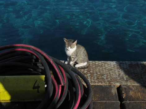 Морской котик Шарм-Эль-Шейх, Египет