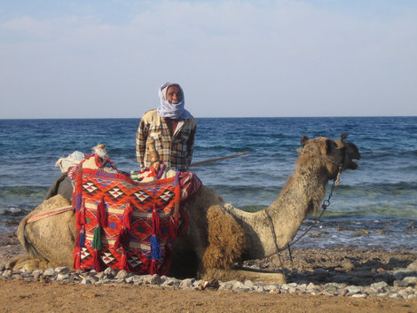 желающие могут прокатиться на корабле пустыни, за умеренную плату, конечно Провинция Южный Синай, Египет