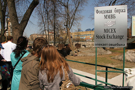 ММВБ и овцебык Москва, Россия