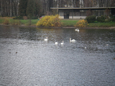 Озеро с лебедями. Санкт-Петербург, Россия
