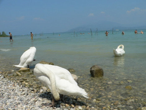 Озеро Гарда с лебедями. Сирмионе, Италия