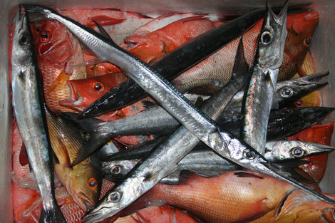 Улов: те же + рыба-игла (верхняя) Мальдивские острова