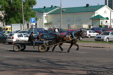 Лошадко Гомель, Беларусь
