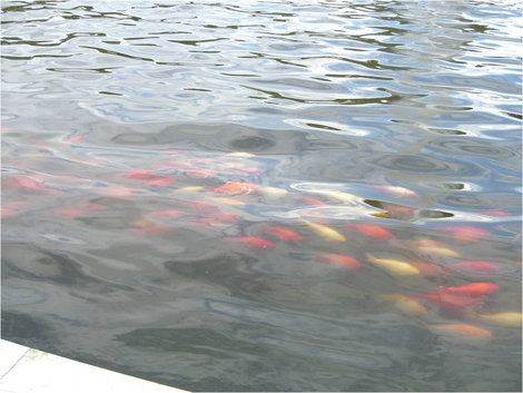 Рыба в Большом фонтане Потсдам, Германия