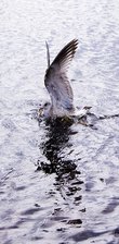 На Святом озере обитают очень голодные чайки