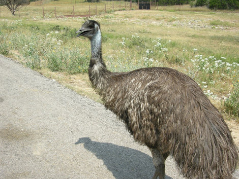 Австралийский страус эму. Нью-Браунфелс, CША