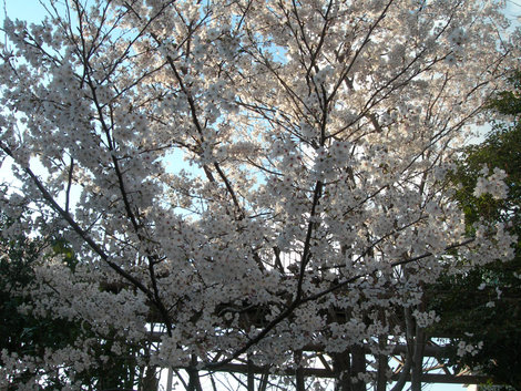 Цветение сакуры в Японии Япония