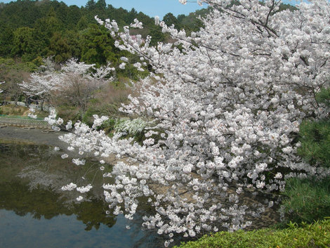 Цветение сакуры в Японии Япония