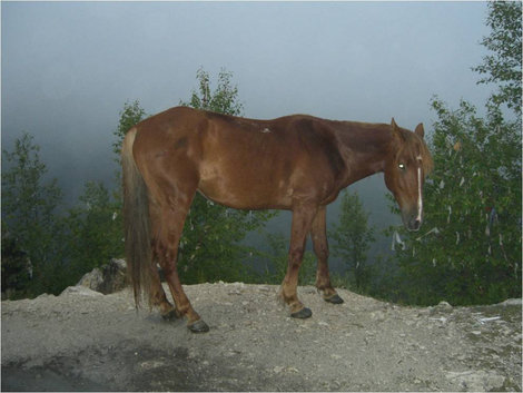 Грустный конь Адыгея, Россия