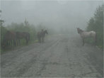 Кони в тумане