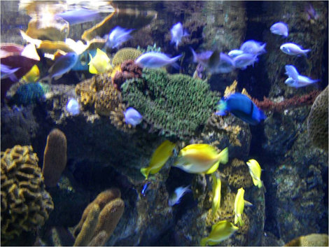 Один из аквариумов Хельсинки, Финляндия