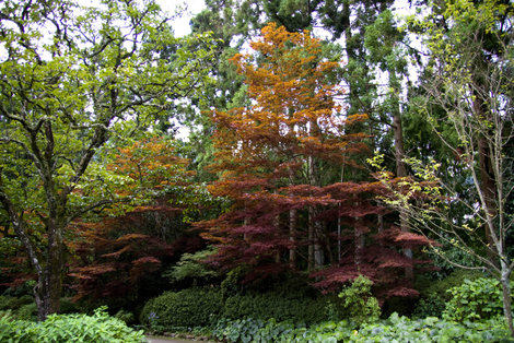 Листья уже начали желтеть-краснеть... Префектура Канагава, Япония