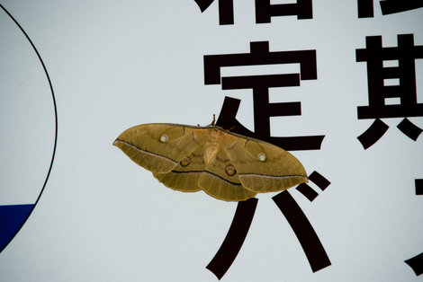 Бабочка размером с мужскую ладонь Префектура Канагава, Япония