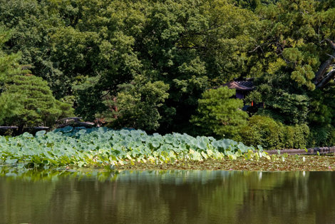 Лотосы на храмовом пруду уже отцвели Киото, Япония