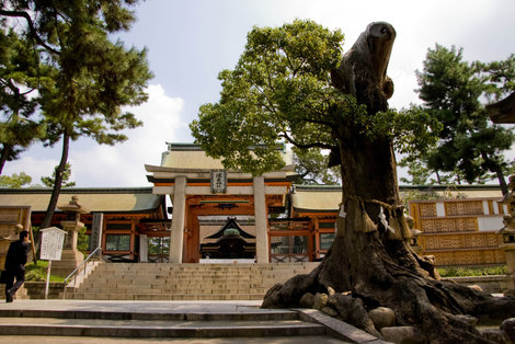 Священный кедр Сумиёси (вернее, то, что от него осталось) Осака, Япония