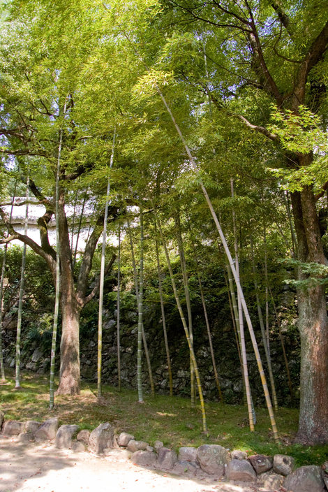 Бамбук Химедзи, Япония