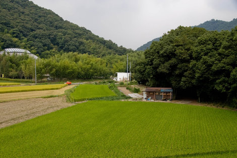 Рисовое поле у нижней станции канатки на Сёся-дзан Химедзи, Япония