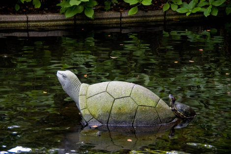 Две черепахи в пруду сада Гловера Нагасаки, Япония