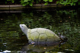Две черепахи в пруду сада Гловера