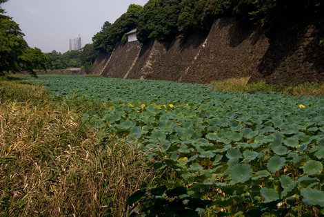 Ров, заросший лотосами Токио, Япония