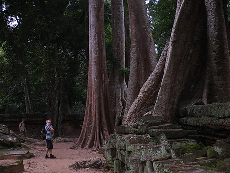 Big trees Сиемреап, Камбоджа