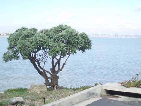Одинокое деревце на берегу океана Сан-Диего, CША