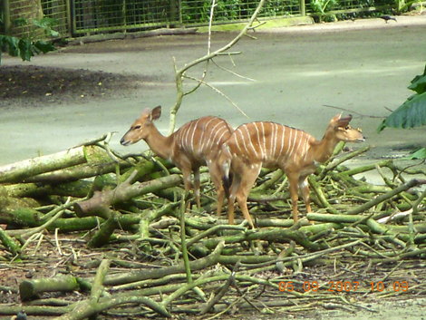 Зоопарк Сингапура Сингапур (город-государство)