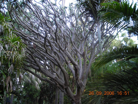 Кроме здания парламента, странными здесь бывают и деревья Сидней, Австралия
