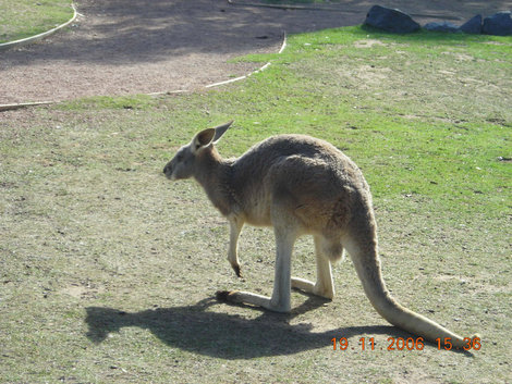 Как же в Австралии без кенгуру! Австралия