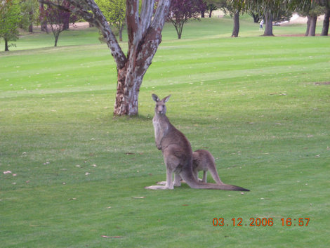 Непременные кенгуру Канберра, Австралия